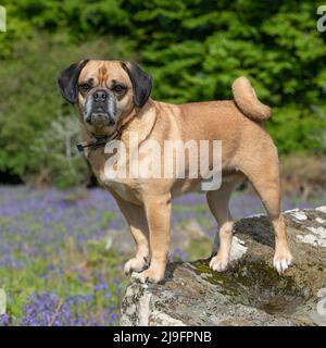 Puggle Hund, Kreuzung zwischen einem Mops und einem Beagle Stockfoto