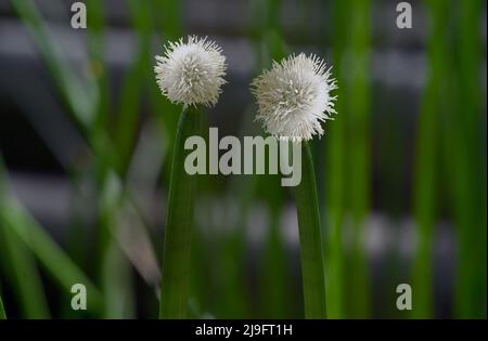 Blühender Stachelrausch (Eleocharis elegans / Cyperaceae). Botanischer Garten Heidelberg, Baden Württemberg, Deutschland Stockfoto