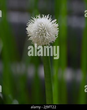 Blühender Stachelrausch (Eleocharis elegans / Cyperaceae). Botanischer Garten Heidelberg, Baden Württemberg, Deutschland Stockfoto