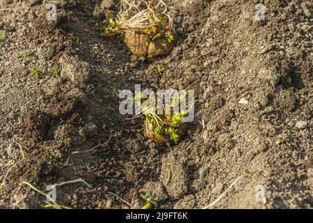 Frische junge Kartoffelkeime, Sämlinge im Boden. Gartenkonzept Hintergrund. Frühling saisonal der wachsenden Pflanzen, Ort für Text Stockfoto