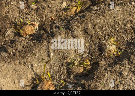Frische junge Kartoffelkeime, Sämlinge im Boden. Gartenkonzept Hintergrund. Frühling saisonal der wachsenden Pflanzen, Ort für Text Stockfoto