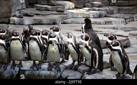 Tropische Pinguine am Strand in der Nähe des Pools, Pinguine im Zoo. Stockfoto