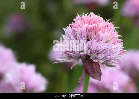 Nahaufnahme einer wunderschönen, voll blühenden Allium schoenumprasum Blume in einem Blumenbeet, Seitenansicht Stockfoto