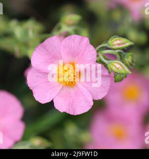 Nahaufnahme einer einzelnen hübschen rosa helianthemum-Blume in einem Blumenbeet, verschwommener Hintergrund, Blick von oben in die Blume Stockfoto