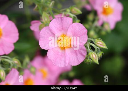 Nahaufnahme einer helianthemum-Blume mit wunderschönen rosa Blütenblättern und einem gelben Blütenzentrum, verschwommener Hintergrund Stockfoto