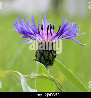 Nahaufnahme eines blauen Blütenkopfes einer centaurea montana vor einem grünen unscharfen Hintergrund Stockfoto