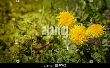 Gelber Dandelion auf einer grünen Sonnenbank in den Strahlen des Sonnenlichts bei Sonnenuntergang. Stockfoto