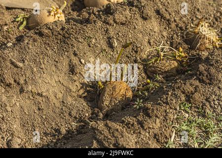 Frische junge Kartoffelkeime, Sämlinge im Boden. Gartenkonzept Hintergrund. Frühling saisonal der wachsenden Pflanzen, Ort für Text Stockfoto