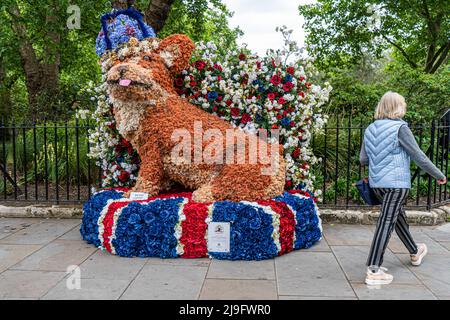 London, 23. Mai 2022. Ein Fußgänger geht im Rahmen der Blumenausstellung Chelsea in Bloom an der Blumeninstallation Clarence the Corgi vorbei. In diesem Jahr wird Chelsea in Bloom an das Platin-Jubiläum der Königin erinnern und sich dem Thema ‘Britische Ikonen’ und der Inspiration der Charaktere, Symbole und Embleme in ganz Großbritannien zuführen. Chelsea in Bloom läuft in Verbindung mit der Eröffnung der RHS Chelsea Flower Show. Kredit. amer Ghazzal/Alamy Live Nachrichten Stockfoto