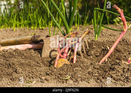 Gartengeräte, frische junge Sprossen, Sämlinge. Gartenkonzept Hintergrund. Frühling saisonal von wachsenden Pflanzen. Kartoffeln, Schaufel, Hacke, Erde Stockfoto