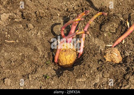 Frische junge Kartoffelkeime, Sämlinge im Boden. Gartenkonzept Hintergrund. Frühling saisonal der wachsenden Pflanzen, Ort für Text Stockfoto