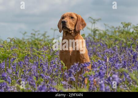 Gelber labrador Retriever Hund saß in Bluebells Stockfoto