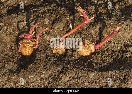 Frische junge Kartoffelkeime, Sämlinge im Boden. Gartenkonzept Hintergrund. Frühling saisonal der wachsenden Pflanzen, Ort für Text Stockfoto