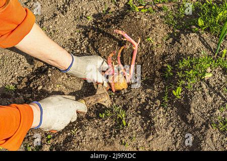 Gärtnerei konzeptioneller Hintergrund. Hände der Frau, die Kartoffeln in den Boden Pflanzen. Frühjahrssaison der Außenarbeit im heimischen Garten Stockfoto