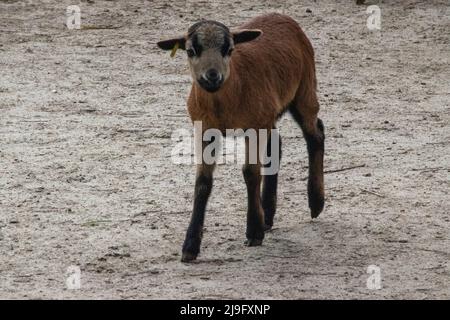 Junge westafrikanische Zwergziege. Budapest Zoo, Budapest, Ungarn. Stockfoto