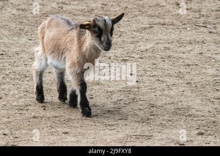 Junge westafrikanische Zwergziege. Budapest Zoo, Budapest, Ungarn. Stockfoto