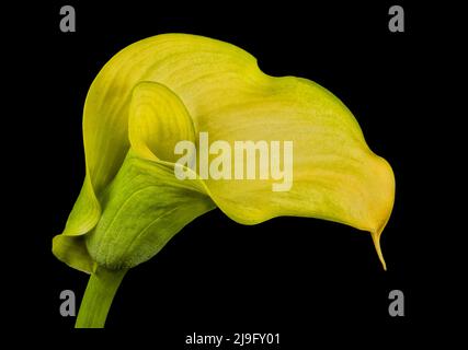 Atemberaubend schöne gelbe Calla Lily Blume, fotografiert vor einem schlichten schwarzen Hintergrund Stockfoto
