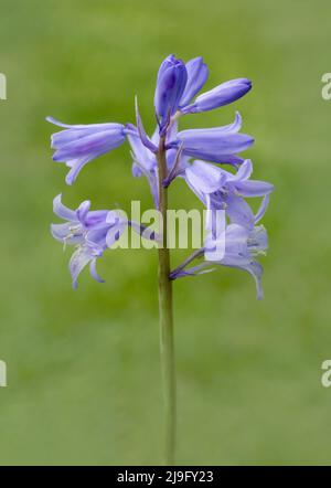 Exquisite Bluebell Blume, (Hyacinthoides non-scripta), fotografiert vor einem schlichten grünen Blatthintergrund Stockfoto