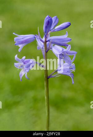 Exquisite Bluebell Blume, (Hyacinthoides non-scripta), fotografiert vor einem schlichten grünen Blatthintergrund Stockfoto