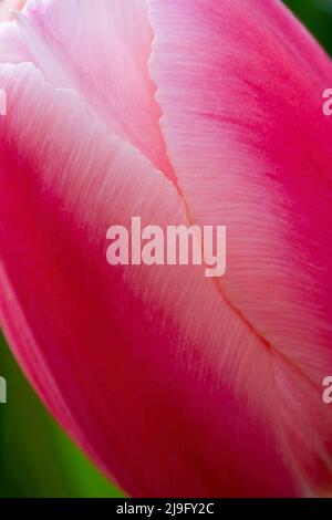 Nahaufnahme einer schönen rosa Tulpenblume Stockfoto