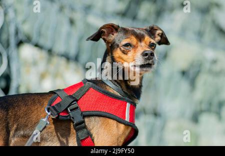 Miniatur Pinscher Hund auf einem Spaziergang. Selektiver Fokus. Stockfoto