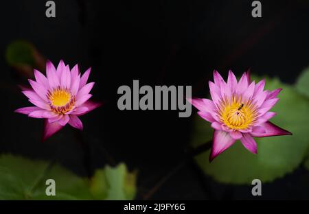 Der violette Lotus blüht im Teich Stockfoto