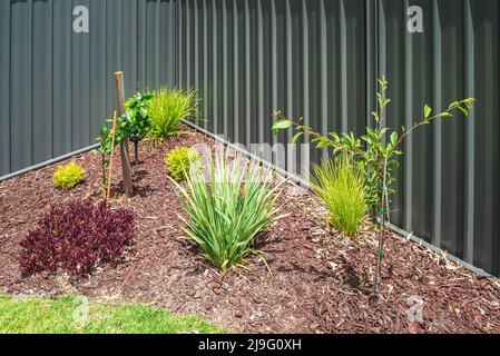 Beginnen Sie einen neuen Garten auf Ihrem Hinterhof, South Australia Stockfoto