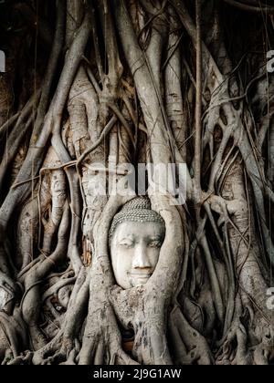 Buddha Kopf in banyan Baumwurzeln im Wat Mahathat Tempel im Ayutthaya Historical Park, Thailand. Stockfoto