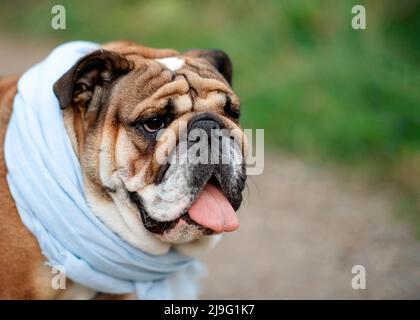 Red English British Bulldog in blauem Schal für einen Spaziergang auf dem trockenen Gras an sonnigen Tagen stehen Stockfoto