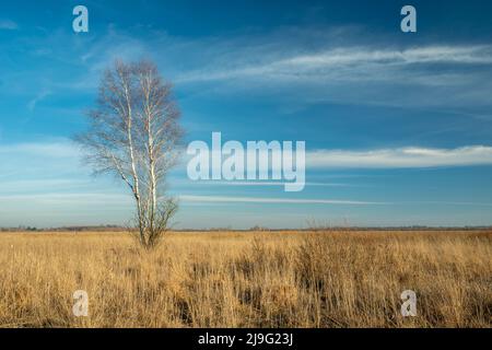 Eine einsame Birke, die auf einer trockenen Steppenwiese wächst, Nowiny, Polen Stockfoto