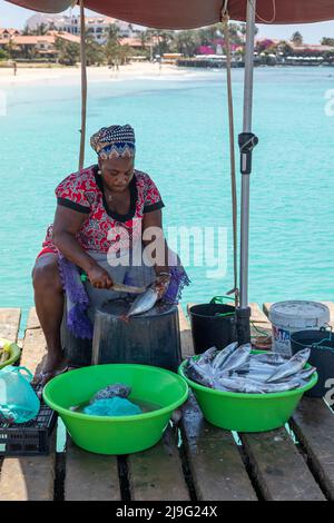 Touristenattraktion in Santa Maria, Sal Island, Kapverdischen Inseln, Afrika, wenn die Fischer jeden Morgen ihren Fang mitbringen. Weibchen ausklagenden Fisch . Stockfoto