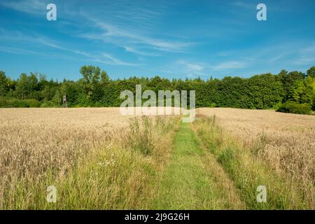 Grasweg in den Wald zwischen Feldern mit Getreide, Sommertag Stockfoto