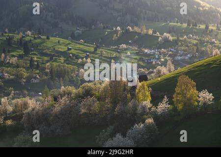 Frühling ländliche Landschaft mit blühenden Bäumen in den Bergen, der Bucovina - Rumänien. Blühende Kirschen im Abendlicht auf einem schönen grünen Hügel Stockfoto