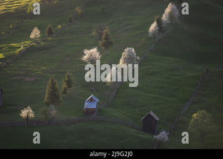 Frühling ländliche Landschaft mit blühenden Bäumen in den Bergen, der Bucovina - Rumänien. Blühende Kirschen im Abendlicht auf einem schönen grünen Hügel Stockfoto