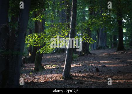 Luftaufnahme des schönen grünen Waldes, im Frühling Stockfoto