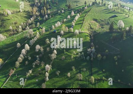 Frühling ländliche Landschaft mit blühenden Bäumen in den Bergen, der Bucovina - Rumänien. Blühende Kirschen im Abendlicht auf einem schönen grünen Hügel Stockfoto