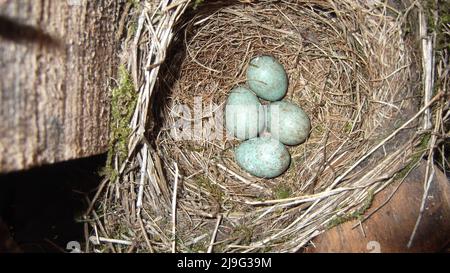 Amsel Nest aus nächster Nähe mit vier Amsel-Eiern. Turdus merula Blaugrüne Eier mit braunen Speckles mit Kopierraum Stockfoto