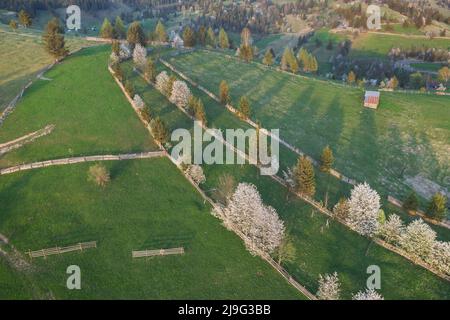 Frühling ländliche Landschaft mit blühenden Bäumen in den Bergen, der Bucovina - Rumänien. Blühende Kirschen im Abendlicht auf einem schönen grünen Hügel Stockfoto