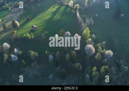 Frühling ländliche Landschaft mit blühenden Bäumen in den Bergen, der Bucovina - Rumänien. Blühende Kirschen im Abendlicht auf einem schönen grünen Hügel Stockfoto