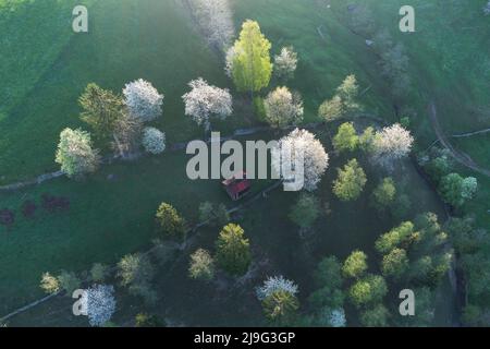 Frühling ländliche Landschaft mit blühenden Bäumen in den Bergen, der Bucovina - Rumänien. Blühende Kirschen im Abendlicht auf einem schönen grünen Hügel Stockfoto