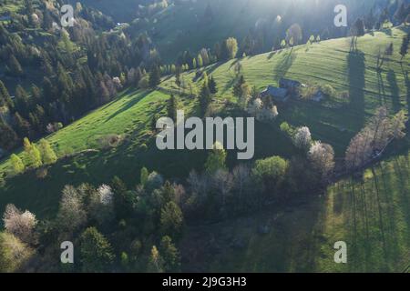 Frühling ländliche Landschaft mit blühenden Bäumen in den Bergen, der Bucovina - Rumänien. Blühende Kirschen im Abendlicht auf einem schönen grünen Hügel Stockfoto