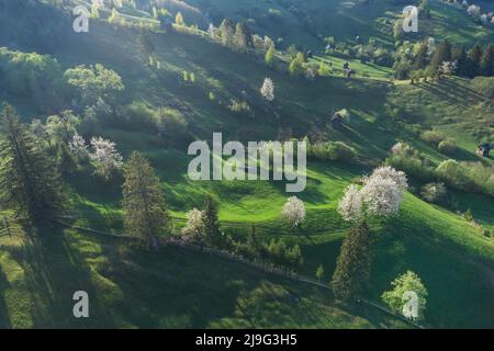 Frühling ländliche Landschaft mit blühenden Bäumen in den Bergen, der Bucovina - Rumänien. Blühende Kirschen im Abendlicht auf einem schönen grünen Hügel Stockfoto