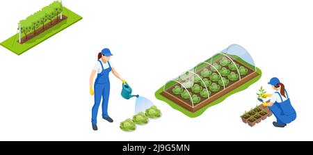 Isometrisches Gewächshaus isoliert auf Weiß. Wachsende Sämlinge im Gewächshaus. Pflanzen im Gewächshaus, Kohl Anbau Stock Vektor