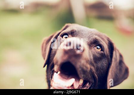 Nahaufnahme von Brown Labrador, der für die Kamera lächelt. Hochwertige Fotos Stockfoto