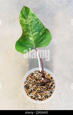 Philodendron Red Emerald / Philodendron Stawberry Shake Stockfoto