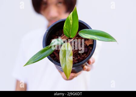 Philodendron Red Emerald / Philodendron Stawberry Shake Stockfoto