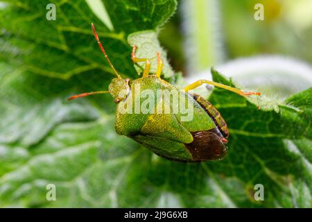 Gewöhnlicher grüner Schildbug (Palomena prasina) Sussex, England, Großbritannien Stockfoto