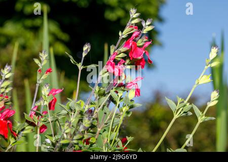 Salvia Hot Lips blüht in einem Sussex-Garten, England, Großbritannien Stockfoto