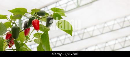 Professioneller Anbau von roten und grünen Bio-Paprika in einem niederländischen Gewächshaus Stockfoto