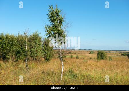 Kleine junge Birke, von den Winden in der Steppe gebogen Stockfoto